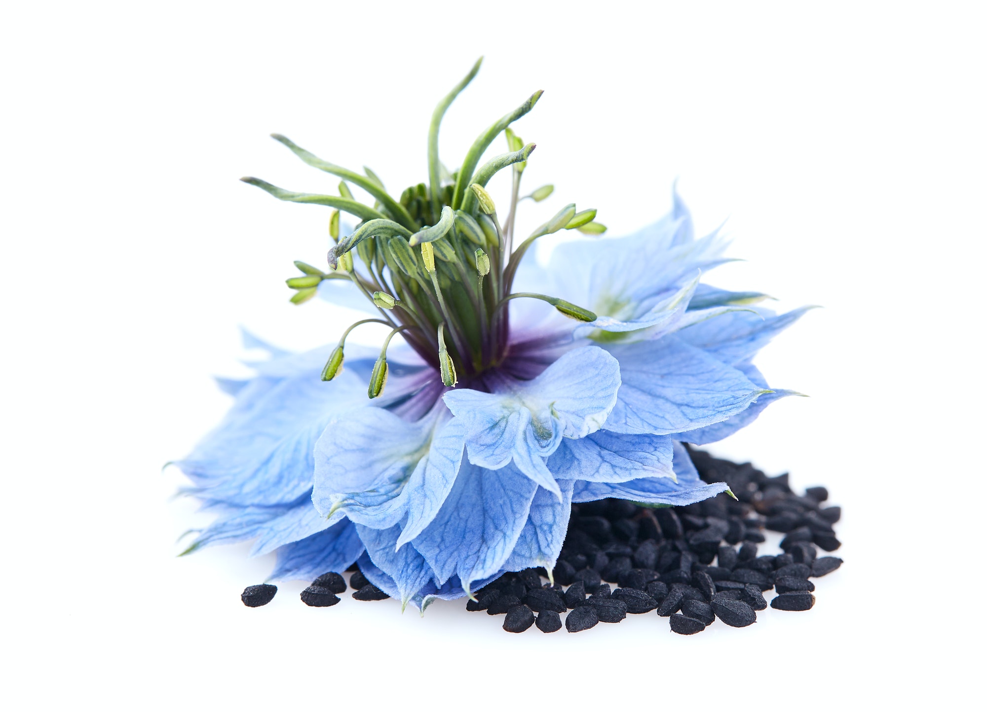 Black cumin seeds with nigella sativa flower